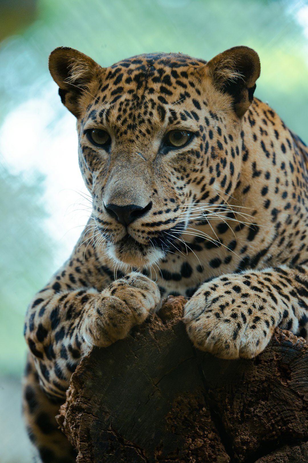 a-leopard-sitting-on-top-of-a-tree-stump-izo-xvpa0hi
